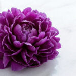 紫の牡丹（ステータス・出世運・気品）
