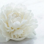 白い牡丹