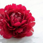 赤の牡丹（勝負運・エネルギー）